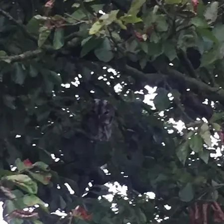 Free Hot Tub Use, Exclusive Idyllic Large Themed Cumbrian Mill Countryside 100s 5star Loved 度假居