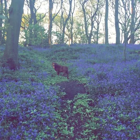 Free Hot Tub Use, Exclusive Idyllic Large Themed Cumbrian Mill Countryside 100s 5star Loved 卡莱尔